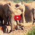 Amazing Baby elephant stuck in Mud and whole