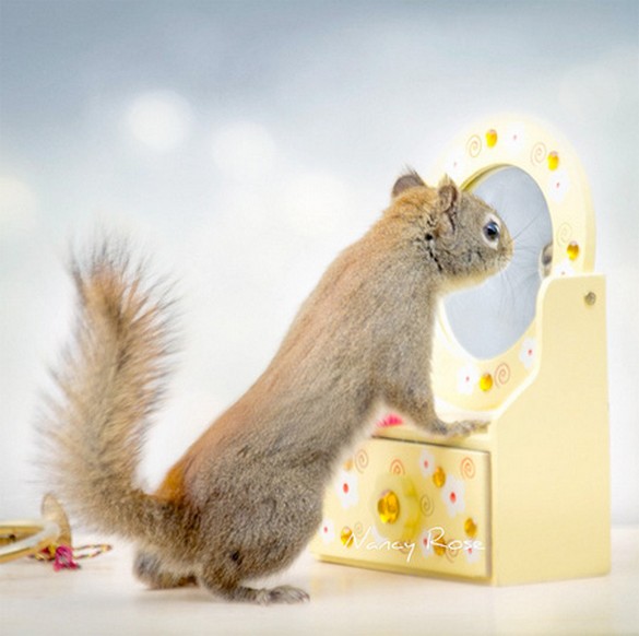  Creative photos of Squirrels 