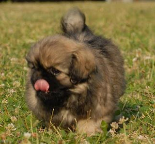 Tibetan Spaniel Puppies Picture