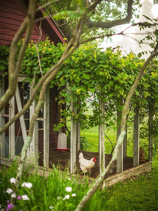 Chicken Coop Plans | A Collection of Photos