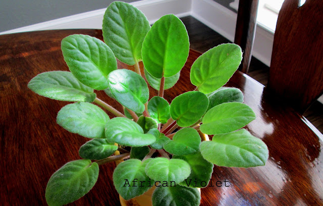 well-being-gardening-winter-windowsill