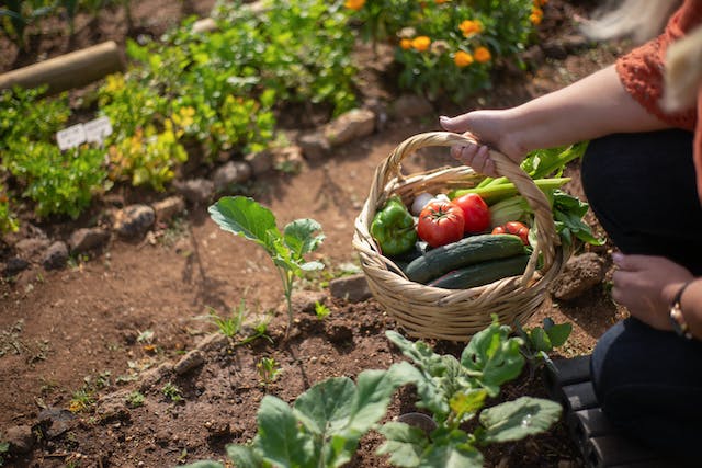 How do I prepare to plant a vegetable garden?