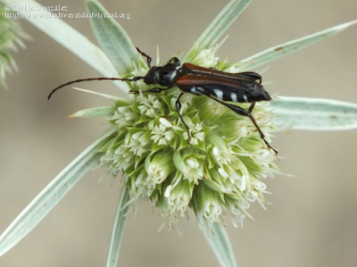 http://www.biodiversidadvirtual.org/insectarium/Stenopterus-ater-img725907.html