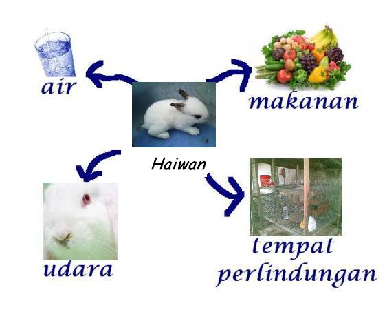 BUMI HIJAU : Keperluan Asas Haiwan