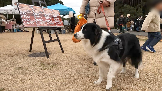 保護犬 ボーダーコリー トーマ 稲毛海浜公園 PAN FESTA INAGE