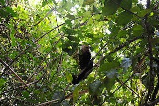 Monkeys in Cahuita - Costa Rica