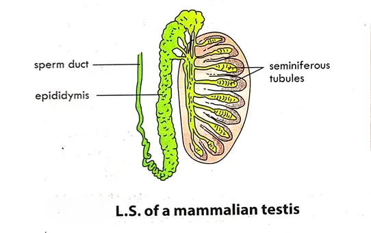 Structure of testis with labeling