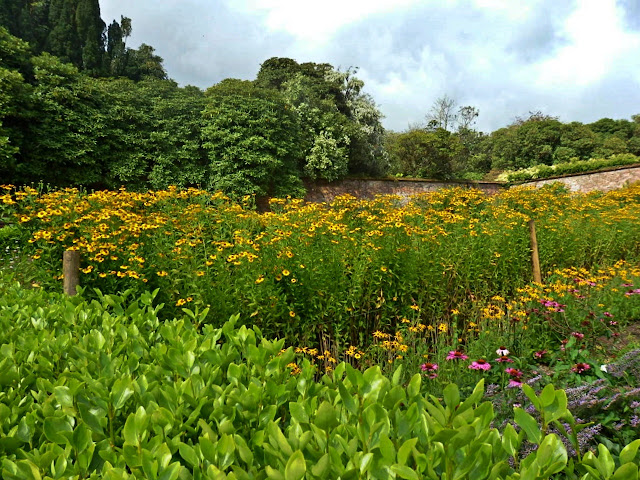 Plants at Lost Gardens of Heligan, Cornwall