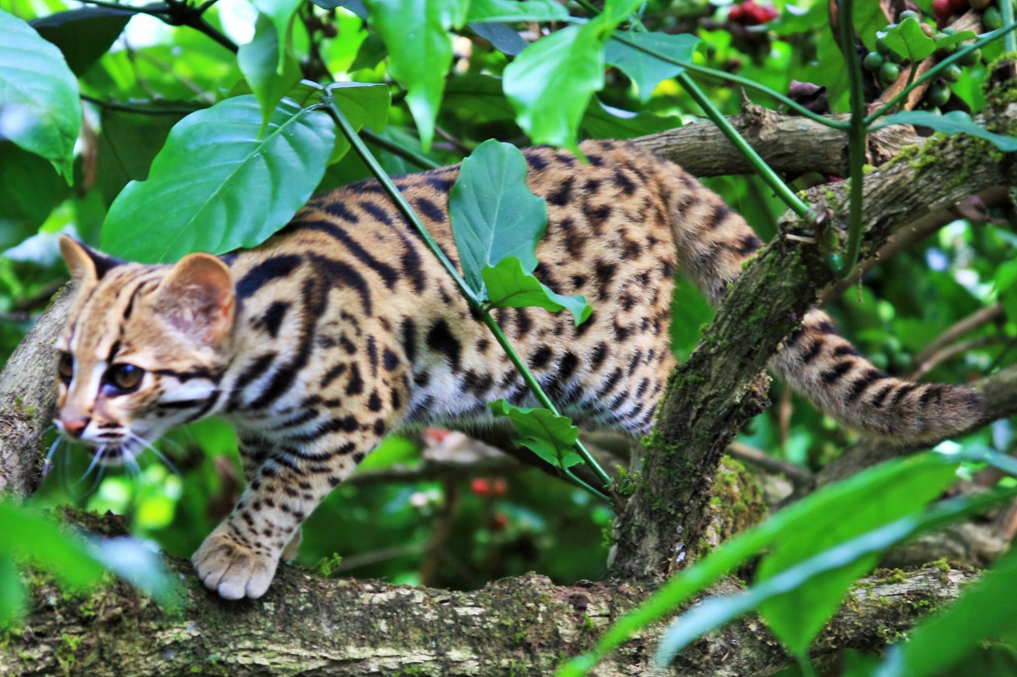 A Leopard cat