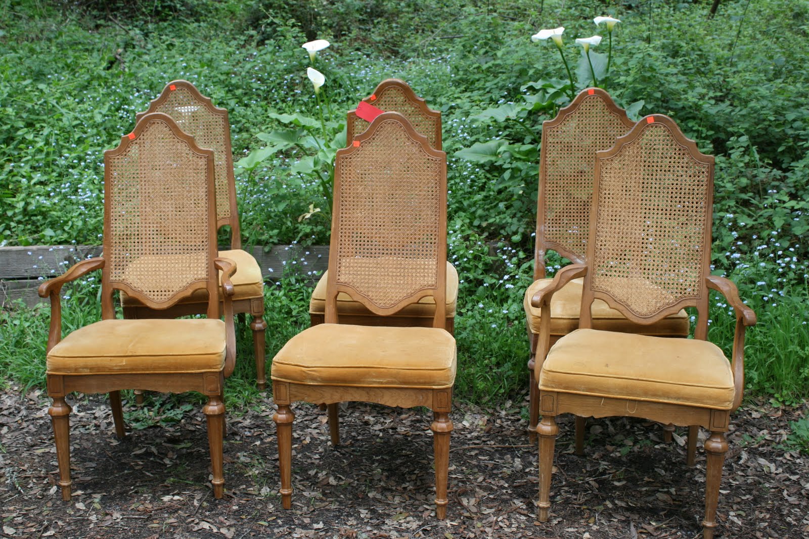 Cane Back Dining Chairs