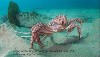 Know About Lobster Fishing: How to Catch Lobster with a Fishing Pole ?