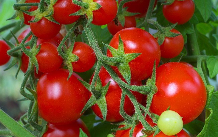 Characteristics of Tomato Plants