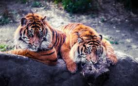 Free Animals two tiger  High Quality Desktop images, wallpapers,photos,pictures, Beautiful birds High resolution