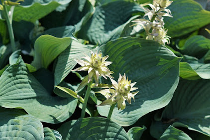 Green leafed hosta plant in bloom