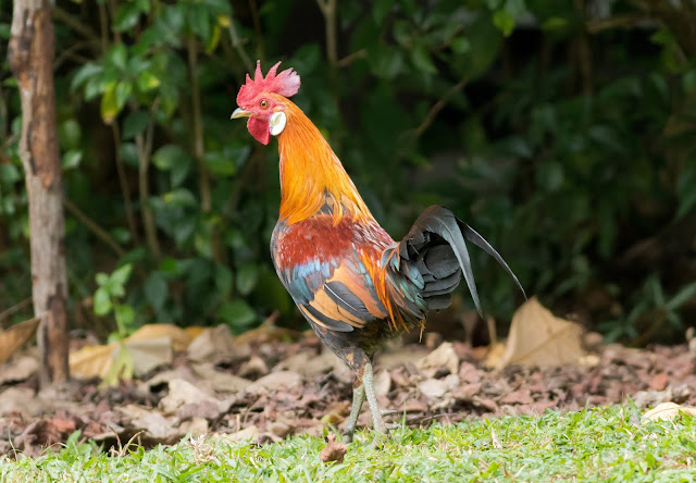 Red Junglefowl - Singapore Botanic Gardens