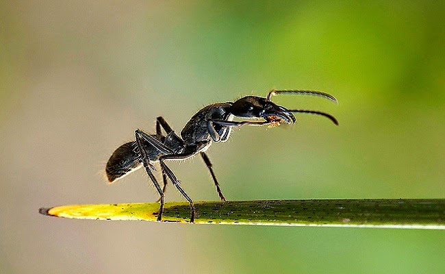 Formigas Tucandeiras