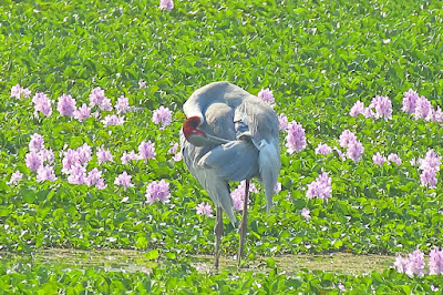 Sarus Crane spotted at the Basai Wetland on the 8th of May, 2021