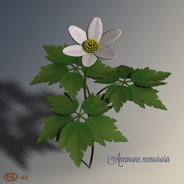 Anemone Nemorosa 3D-model PÅ-15