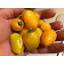 El oro de ecuador pepper