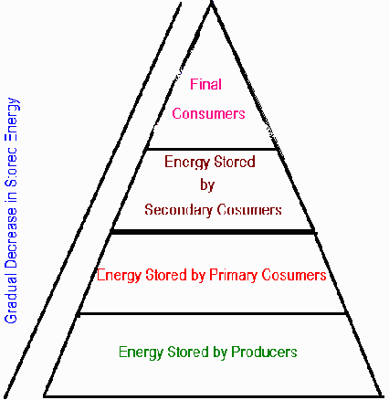 food chain pyramid of numbers. food chain pyramid. An energy