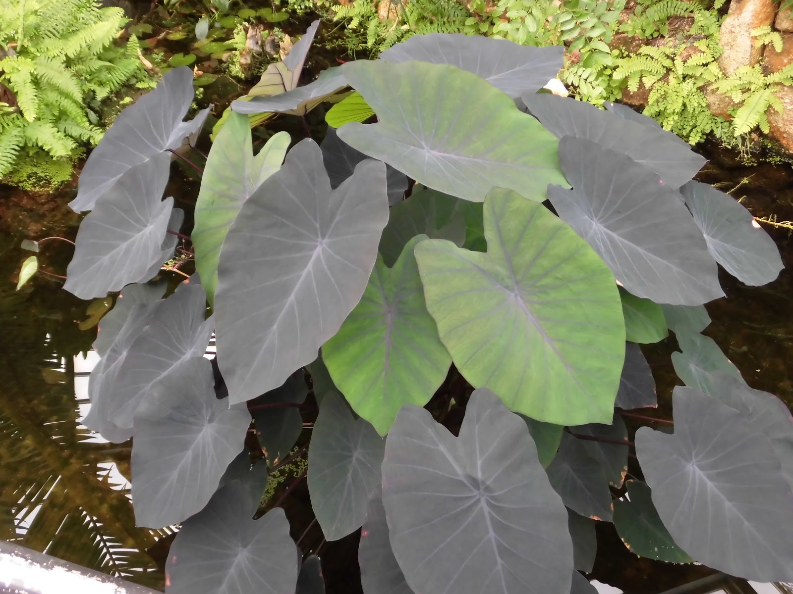 ６０歳で無職の優雅な日々 ミズイモ ニグラ 水芋 Colocasia Esculenta Nigra