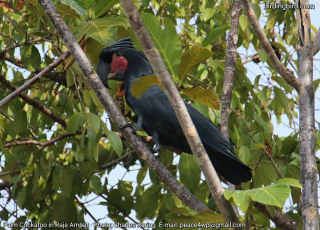 Birding in Raja Ampat with Charles Roring