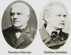 Schleiden-Schwann