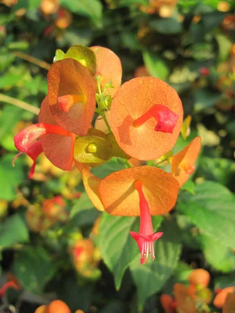 Chapéu-chinês ou Holmskioldia sanguinea Chapéu-chinês-amarelo, Chapéu-chinês-vernelho, Chapéu-de-mandarim, Holmskioldia-vermelha