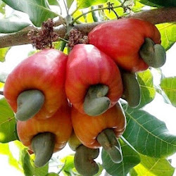 Jual Bibit Pohon Jambu Mete Cepat Tumbuh