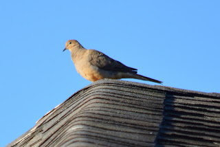 Morning Dove