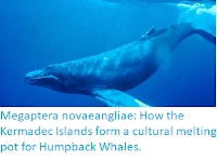 https://sciencythoughts.blogspot.com/2019/09/megaptera-novaeangliae-how-kermadec.html