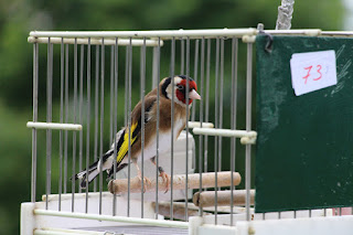 Decenas de aficionados participan en el Concurso de Pájaros Cantores en el jardín botánico