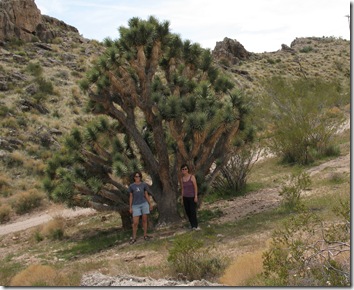 2012-03-28 Beaver Dam Wilderness, AZ (60)