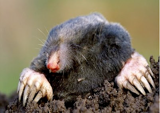 European Mole