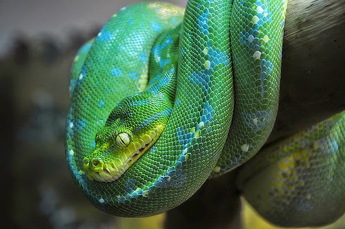 25 Gambar luar biasa Hewan  Reptil  Kadal Ular Buaya 