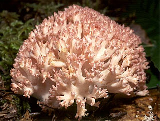 Crespilla rosa - Ramaria botrytis