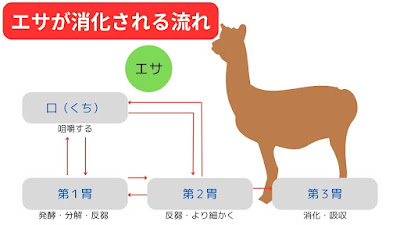 アルパカの第１胃から第３胃までの役割を表したイラスト。詳しくは後述。