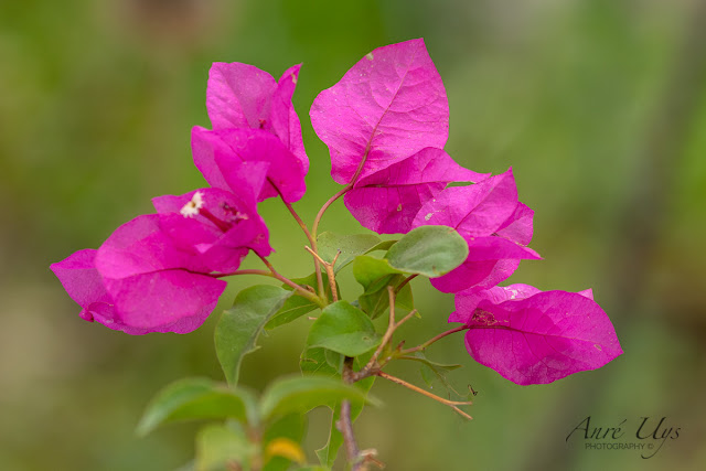 Bougainvillea