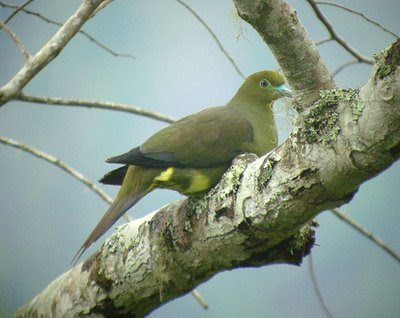 Foto Burung Punai salung