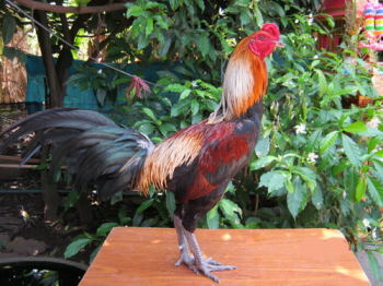 Ciri Ayam  Bangkok Aduan  Menangan Zaman Prabu Brawijaya 