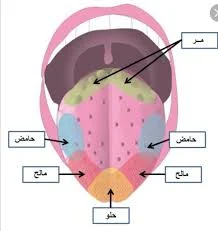 خارطة اللسان