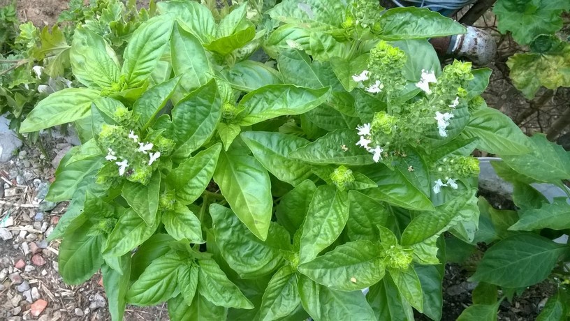 Basil is one of the warm season herbs that have a distinctive scent and flavor. this fast growing herb is definitely one of the the most popular herbs grown by gardeners.