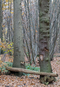 Crude memorial seat.  Farningham Wood, 28 November 2013.