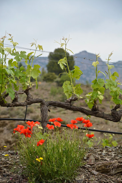 priorat, catalonië, hotel, terra dominicata,wijnen priorat, gastronomie priorat,