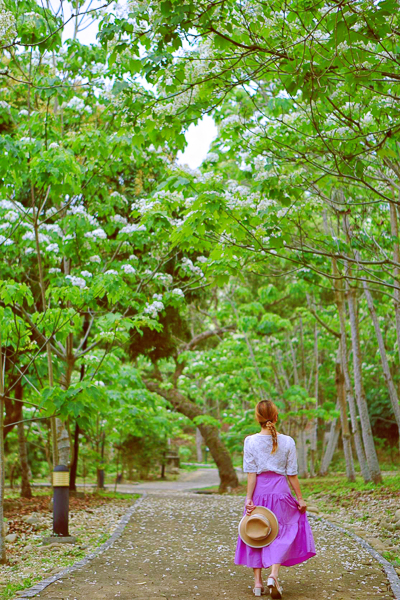 雲林古坑荷苞山桐花公園四月雪油桐花盛開，散步近距離賞花拍照