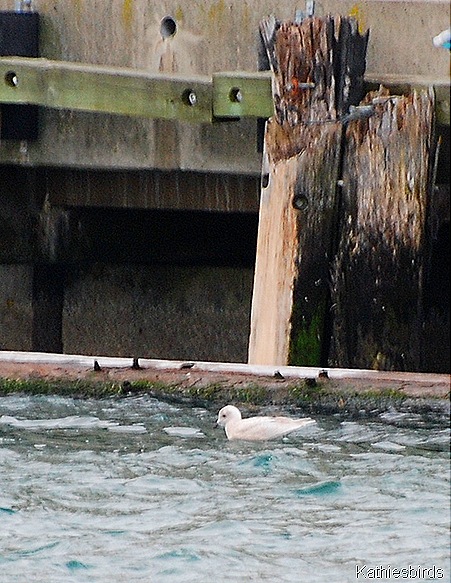 30. Gloucester Iceland gull 2-kab