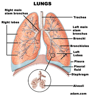 guidelines for working with asbestos march 2008