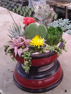 Souvenir Tanaman  Kaktus dan Sukulen 