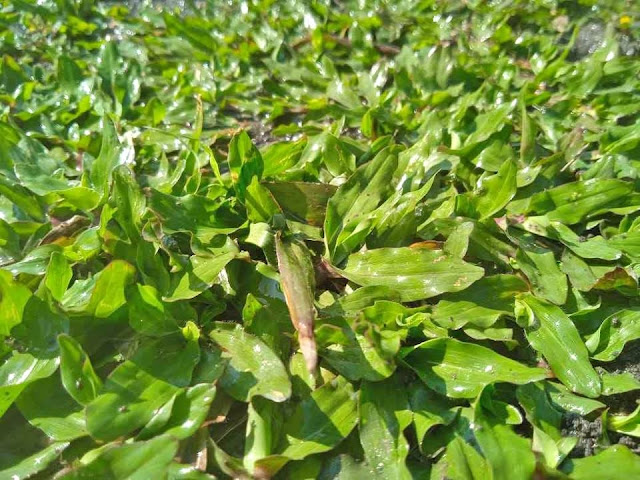 Rumput gajah mini