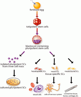 stem cell differentiation